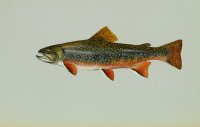 Brook Trout