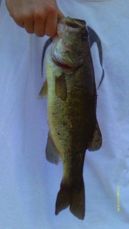 Wachusett Bass