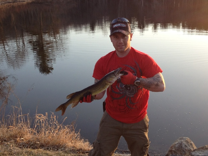 pickerel