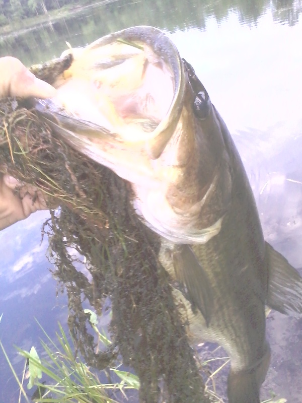 big bass