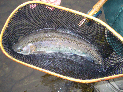 Rose River Rainbow