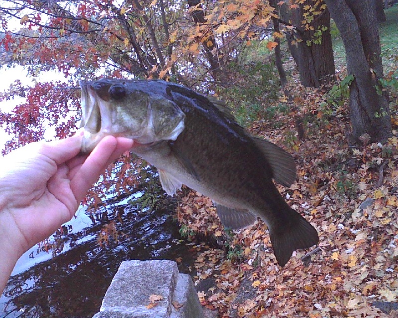 Spy Pond Bass