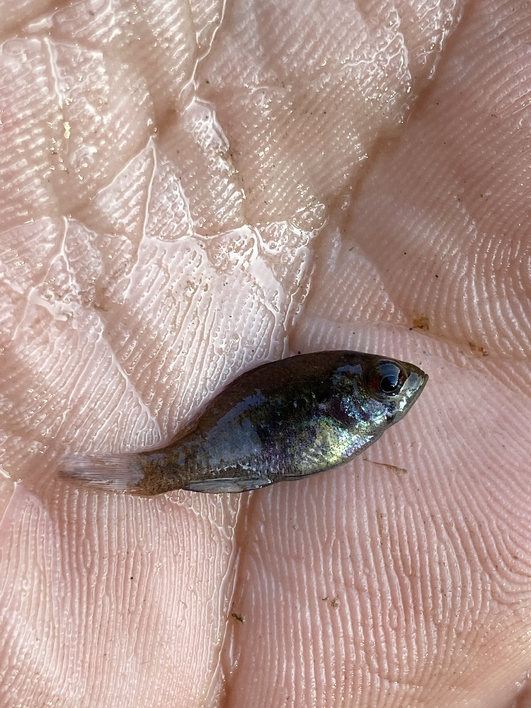 Bluespotted Sunfish