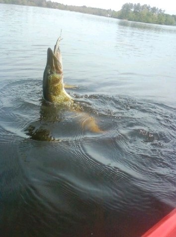 Big Pickerel