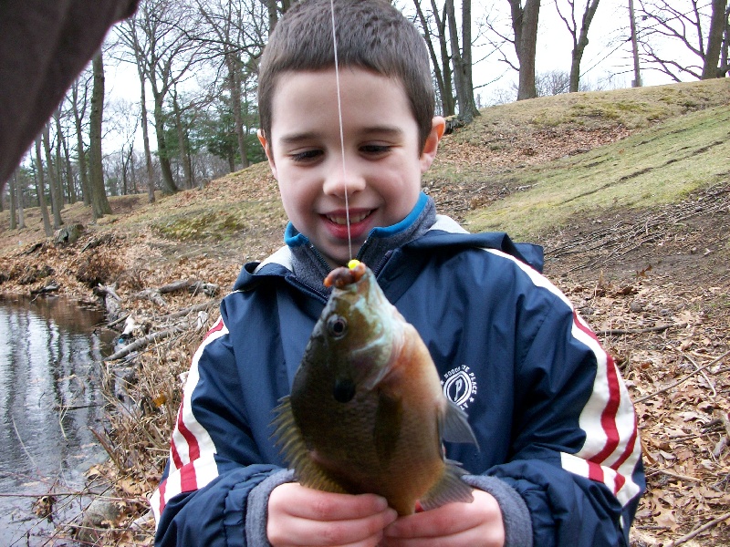 Bluegill